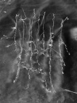 1_Clarkia_1656-v6-w