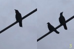 Crow-pair-2-4x6-v3-w