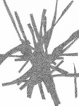 0896-PBv2-w