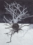 1_Ceanothus-Root-v1-sfw