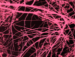 1_4287_pms226-w