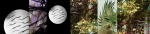 RaraAvis-Double-Moon-w
